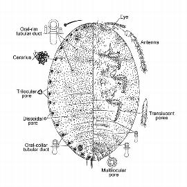  
	 Pseudococcus pithecellobii  
 
	Illustration by Gimpel amp; Miller 
